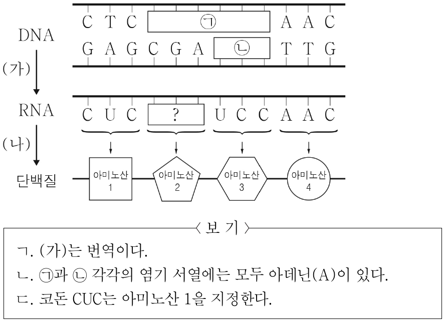 그림은 세포에서 일어나는 유전 정보의 흐름을 나타낸 것이다. (가)와 (나)는 각각 번역과 전사 중 하나이다. 이에 대한 설명으로 옳은 것만을 <보기>에서 있는 대로 고른 것은? (단, 돌연변이는 고려하지 않는다.)